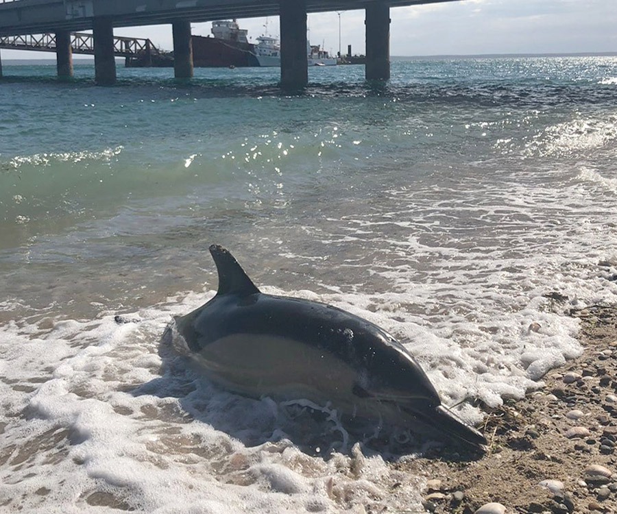 Ya son cerca de 35 los delfines muertos en la zona de puerto San Antonio Este - Las Grutas