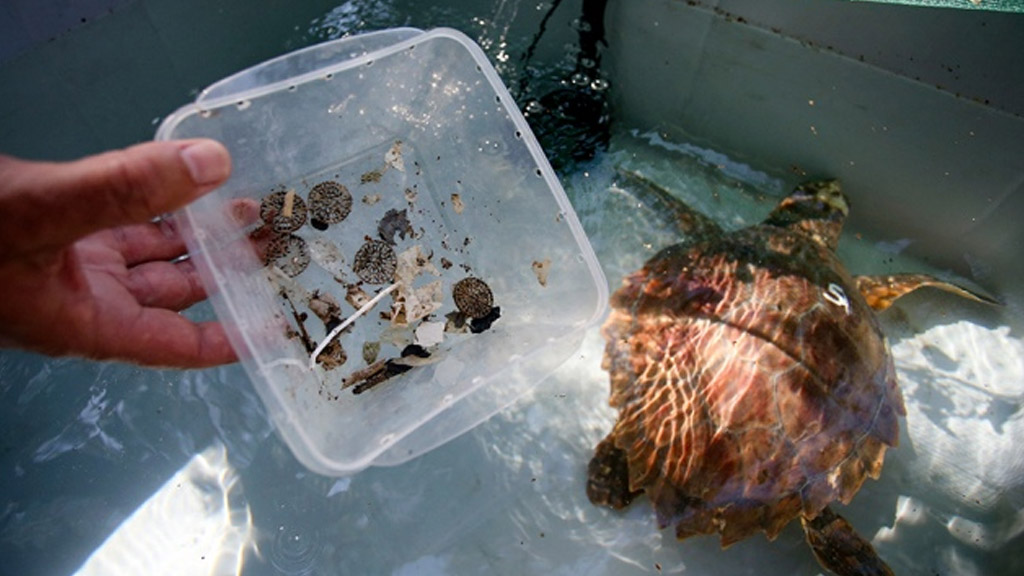 Una tortuga marina rescatada expulsó más de 10 tipos diferentes de plásticos