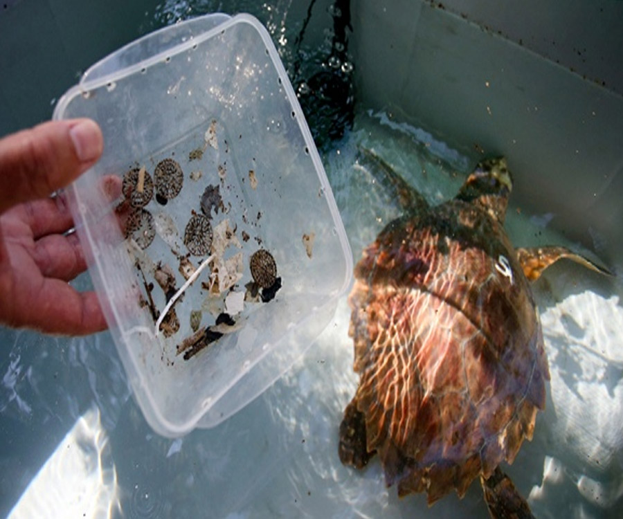 Una tortuga marina rescatada expulsó más de 10 tipos diferentes de plásticos