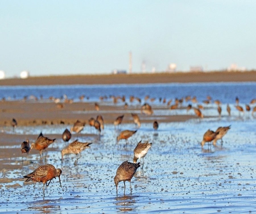 Bahía Blanca: ya funciona una obra clave para disminuir la contaminación del estuario