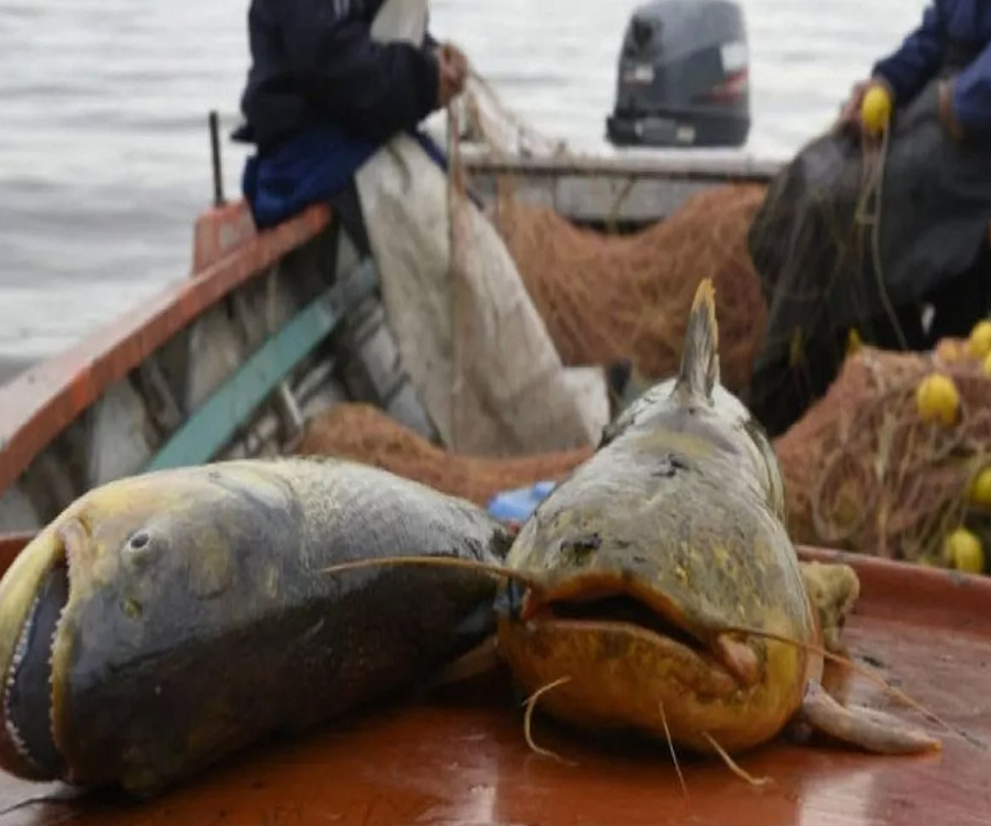 Bajante: asistencia de 16 mil pesos mensuales a pescadores comerciales santafesinos