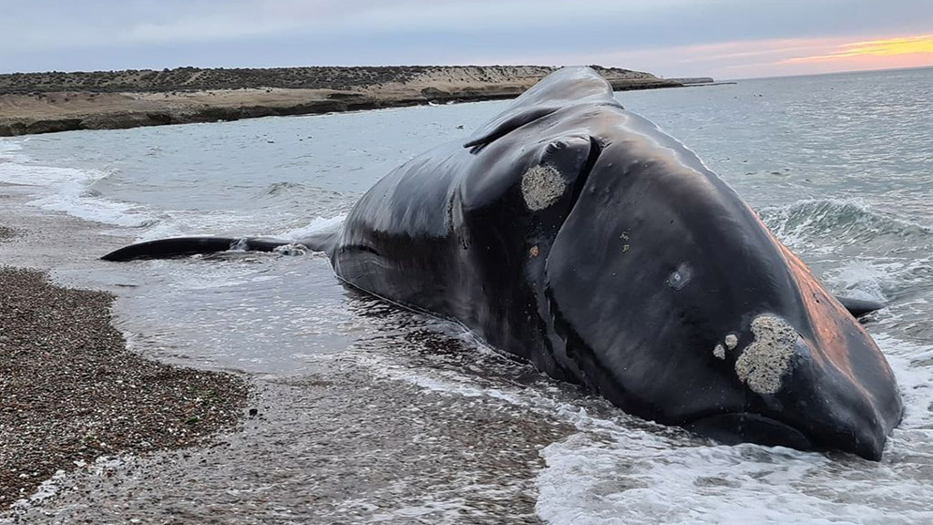 Casi medio centenar de ballenas aparecieron muertas en Península Valdés durante 2021