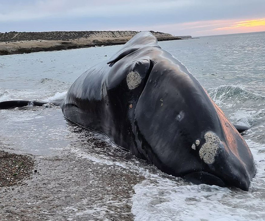 Casi medio centenar de ballenas aparecieron muertas en Península Valdés durante 2021