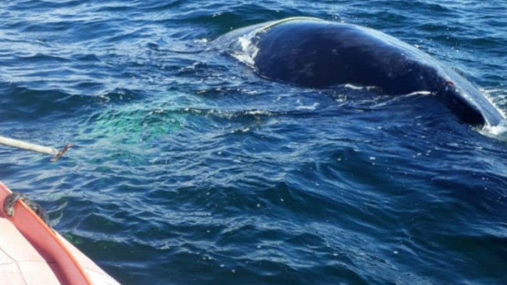 Prefectura logró liberar una ballena atrapada en Ushuaia
