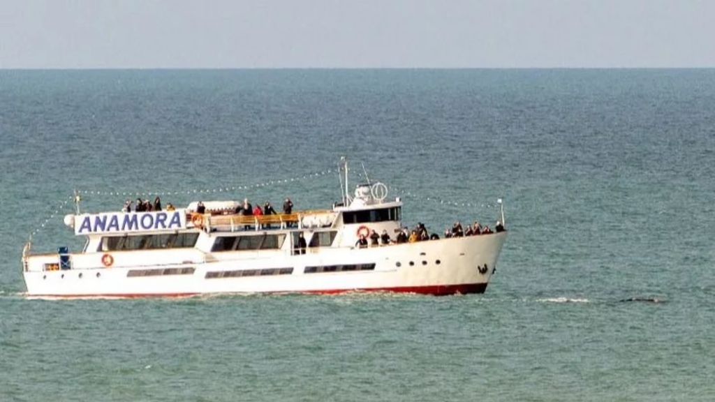 Mar del Plata: denuncian a un crucero y un velero por “acosar” a las ballenas