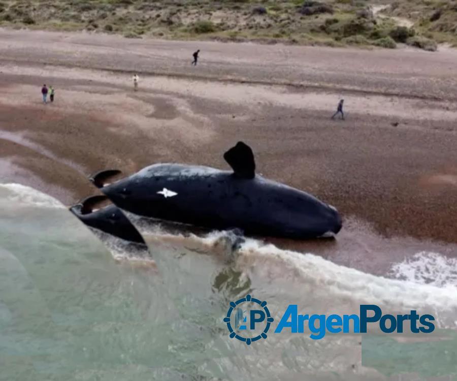 Encuentran otros tres cadáveres y ya suman 18 las ballenas muertas en el Golfo Nuevo