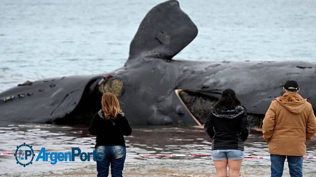 Confirmaron la causa de muerte de 30 ballenas en Península Valdés