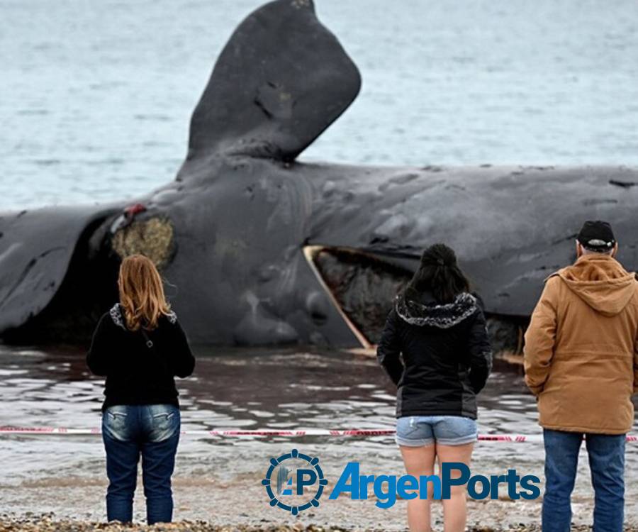 Confirmaron la causa de muerte de 30 ballenas en Península Valdés