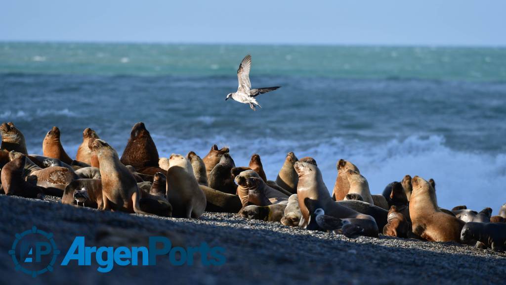 Se recupera la población de lobos marinos en la costa patagónica