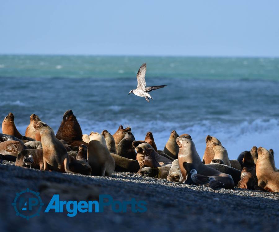 Se recupera la población de lobos marinos en la costa patagónica