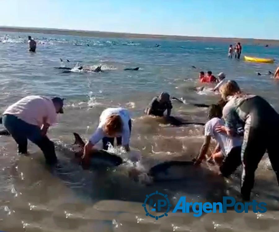 Rescatan unos 300 delfines que quedaron varados en el Golfo San Matías