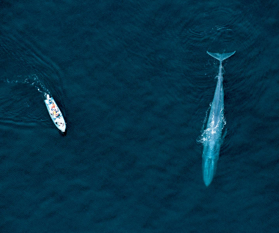 Sobreviviré: el resurgir de las ballenas tras la suspensión de la caza comercial