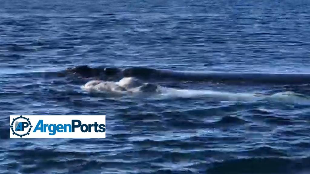 En video: iba a bucear en Madryn y apareció una ballena con su bebé blanco
