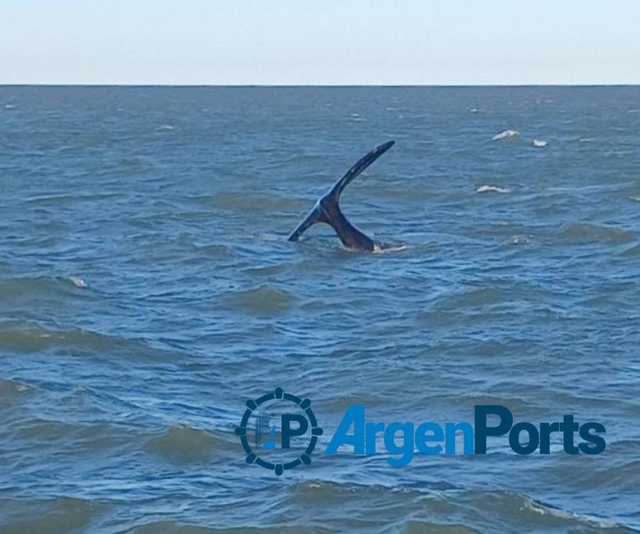Puerto Bahía Blanca: advierten a los navegantes por la presencia de ballenas