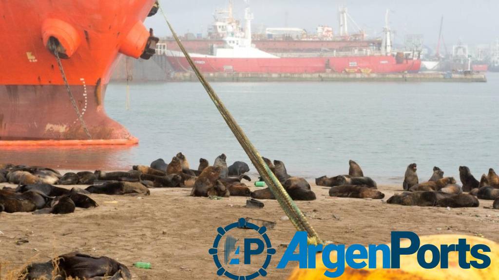 Medidas de prevención por casos de gripe aviar en mamíferos marinos de la costa bonaerense