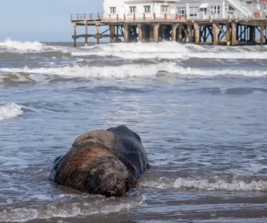 Ya murieron unos 50 lobos marinos en Mar del Plata y no se sabe cuántos podrán sobrevivir