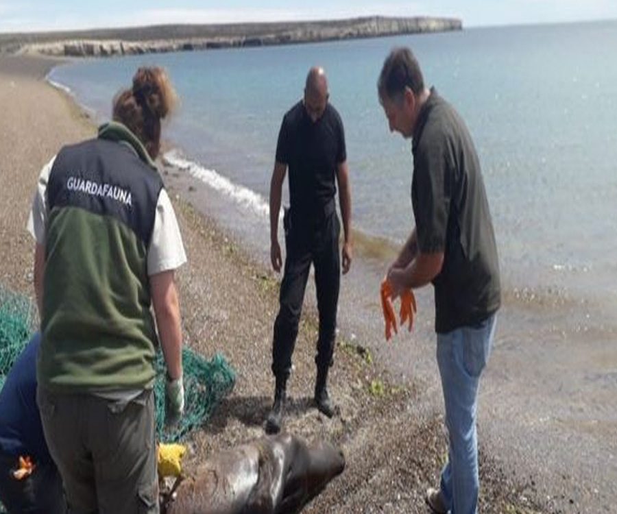 Aberrante: pescadores mataron a palazos a un lobo marino en la Península de Valdés