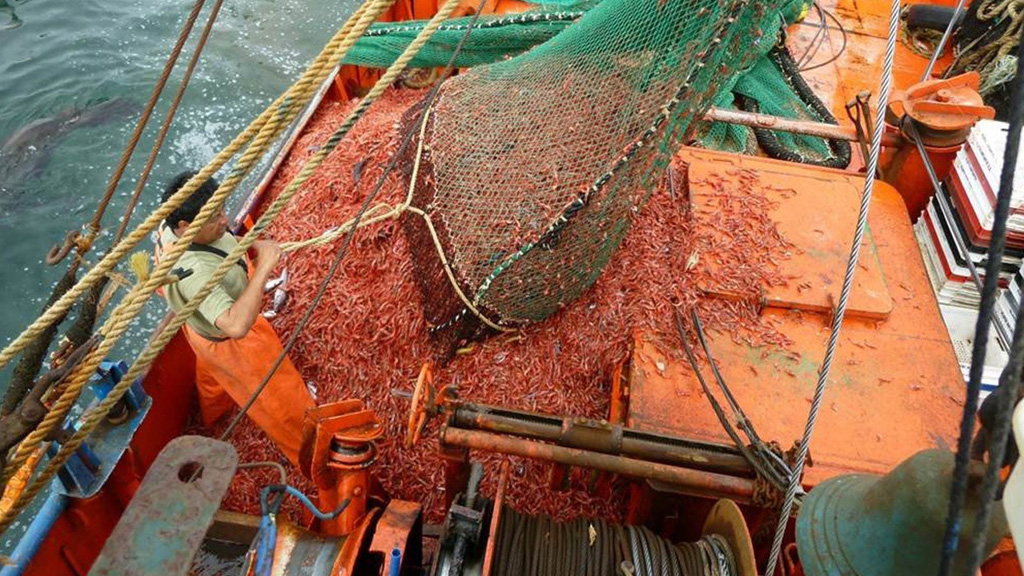 Satisfacción del sector pesquero por el acuerdo comercial con Brasil para exportar langostinos