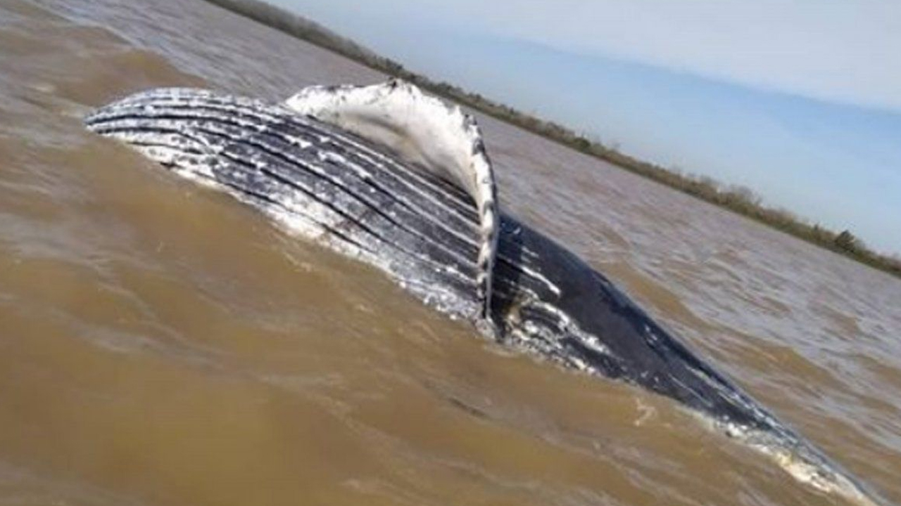 Hallan una ballena jorobada muerta en Punta Lara