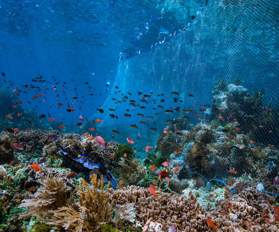 El océano: vida y medio de subsistencia